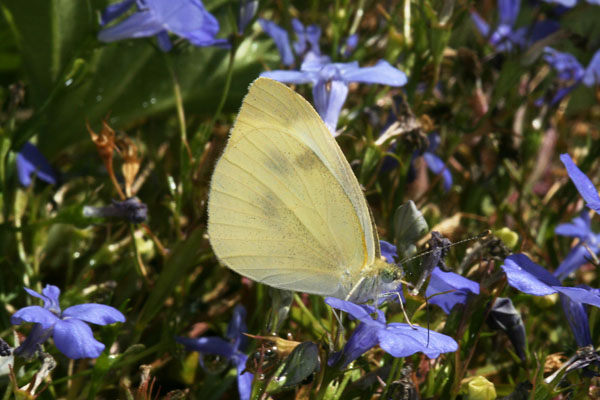 Pieris r. rapae - The Cabbage Butterfly