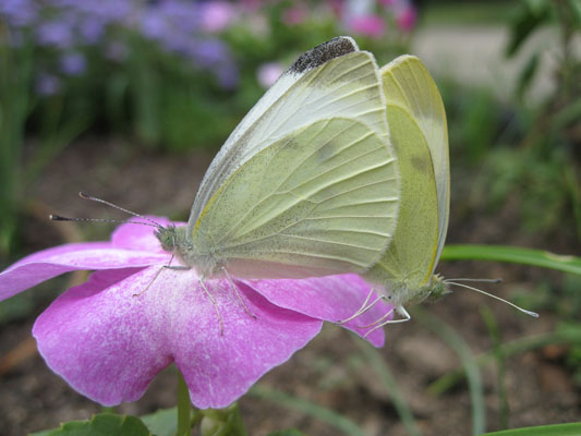 Pieris r. rapae - The Cabbage Butterfly