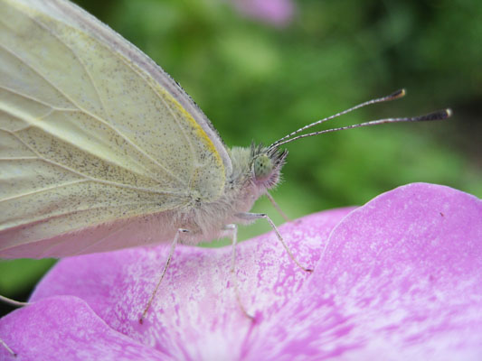 Pieris r. rapae - The Cabbage Butterfly