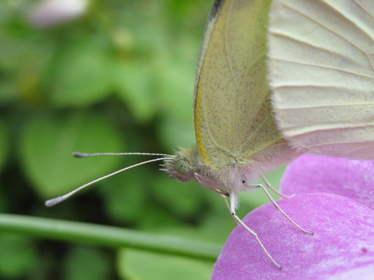 Pieris r. rapae - The Cabbage Butterfly