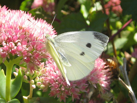 Pieris r. rapae - The Cabbage Butterfly