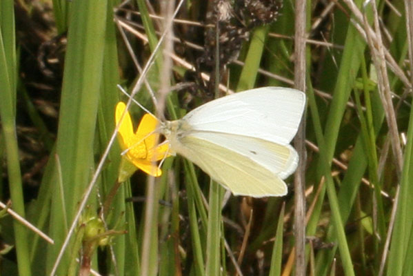 Pieris r. rapae - The Cabbage Butterfly