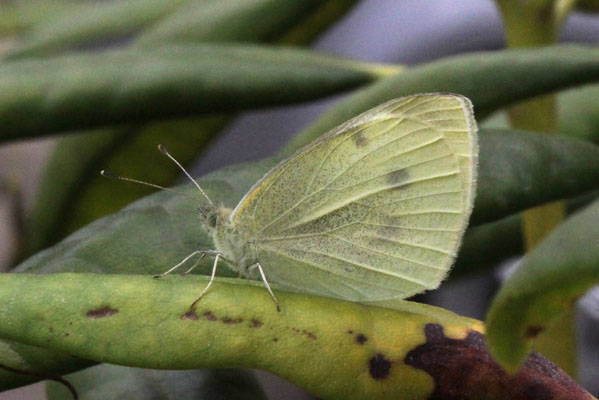 Pieris r. rapae - The Cabbage Butterfly