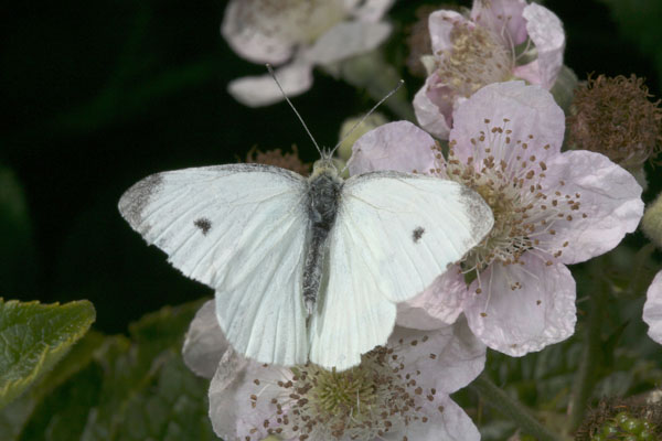 Pieris r. rapae - The Cabbage Butterfly