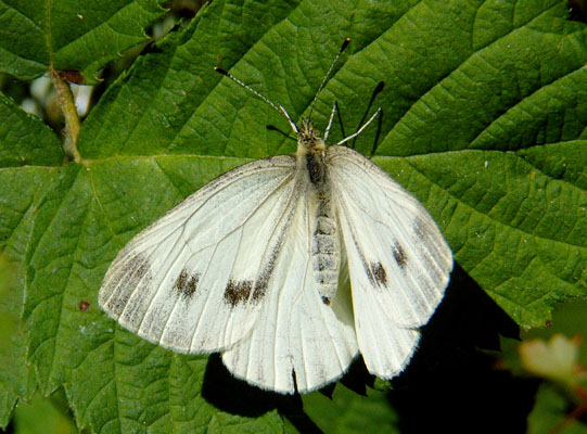 Pieris r. rapae - The Cabbage Butterfly