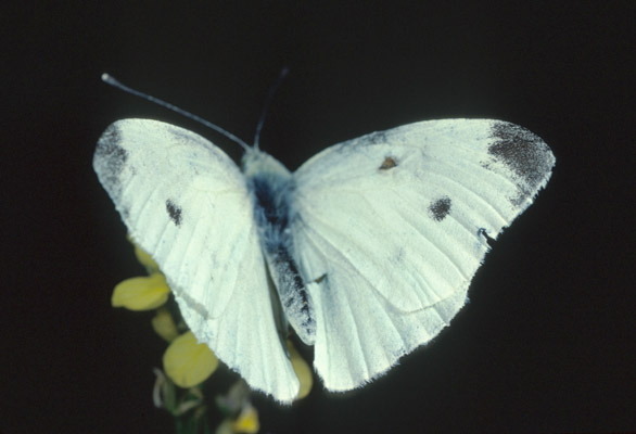 Pieris r. rapae - The Cabbage Butterfly