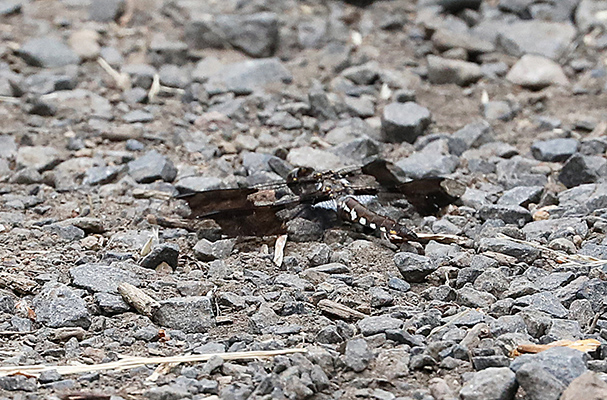 Plathemis lydia - The Common Whitetail