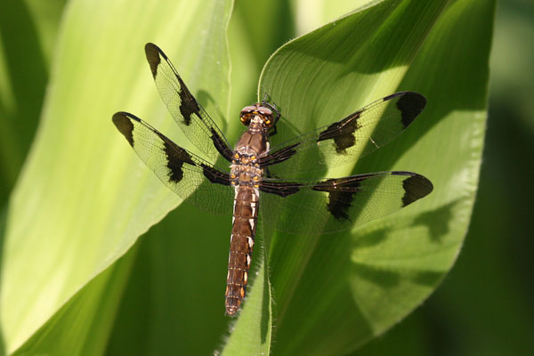 Plathemis lydia - The Common Whitetail)