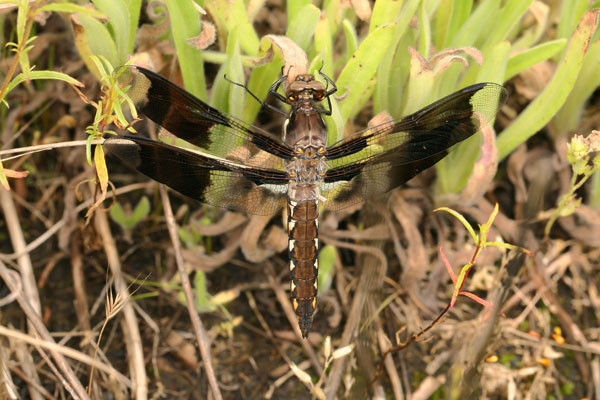 Plathemis lydia - The Common Whitetail)