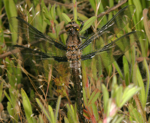 Plathemis lydia - The Common Whitetail)