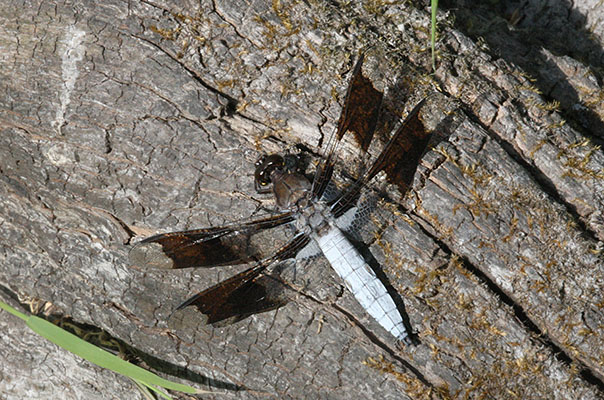 Plathemis lydia - The Common Whitetail)