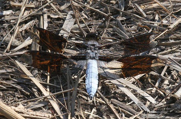 Plathemis lydia - The Common Whitetail)