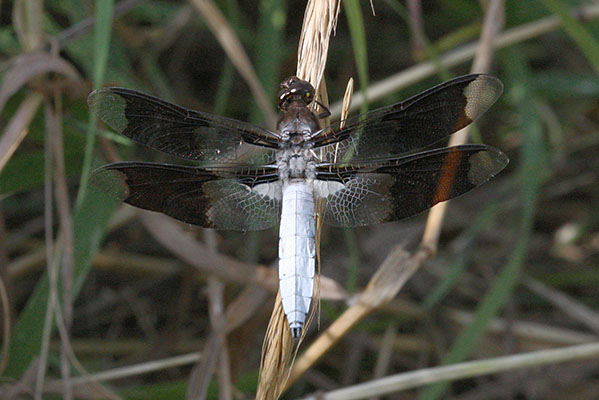 Plathemis lydia - The Common Whitetail)