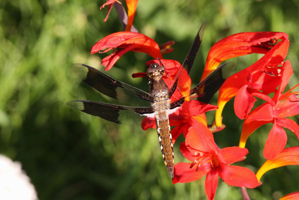 Plathemis lydia - The Common Whitetail)