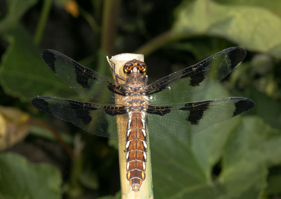 Plathemis lydia - The Common Whitetail)