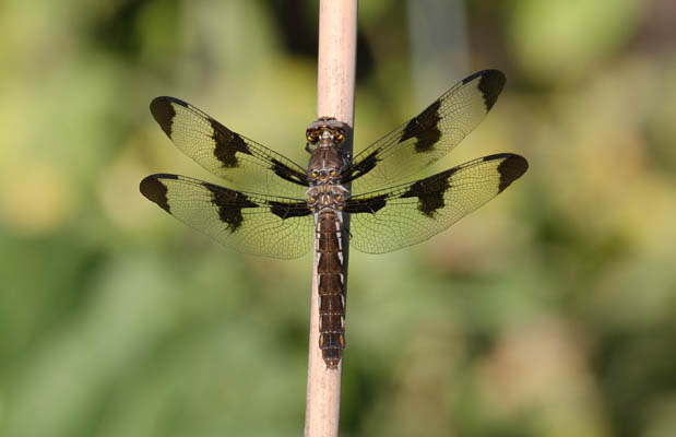 Plathemis lydia - The Common Whitetail)