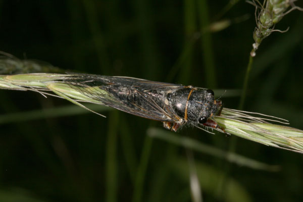 Platypedia minor - The Minor Cicada