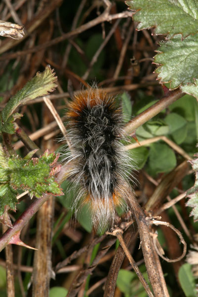 Platyprepia virginalis - The Ranchman's Tiger-moth