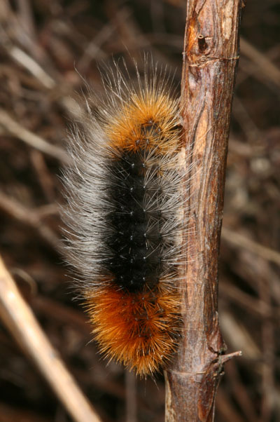 Platyprepia virginalis - The Ranchman's Tiger-moth