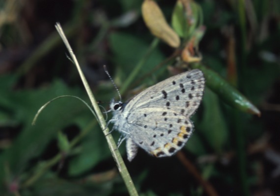 Plebejus acmon acmon - The Acmon Blue