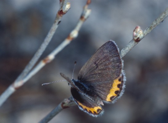 Plebejus acmon acmon - The Acmon Blue