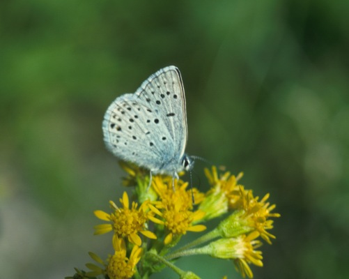 Plebejus icarioides icarioides - Boisduval's Blue