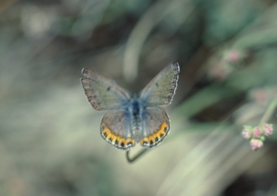 Plebejus lupini monticola - The Lupine Blue