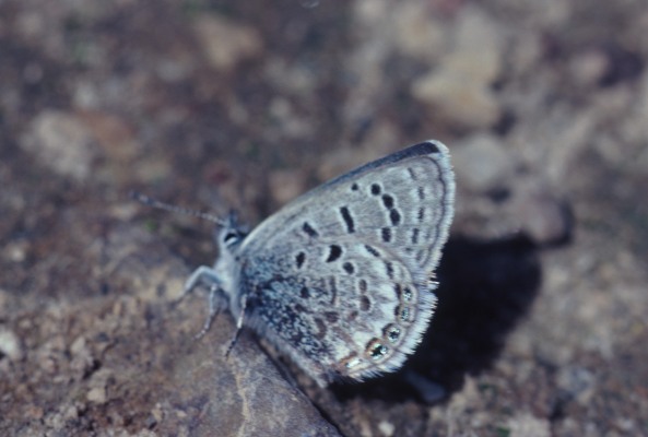 Plebejus shasta shasta - The Shasta Blue