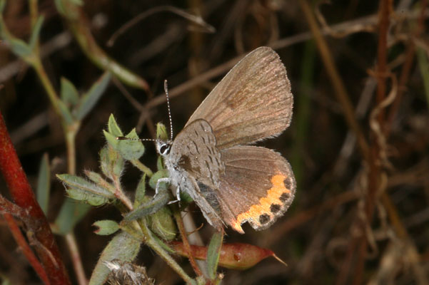 Plebejus acmon lutzi - The Acmon Blue