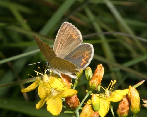 Plebejus anna ricei - Anna's Blue