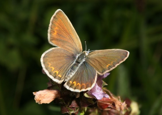 Plebejus anna ricei - Anna's Blue