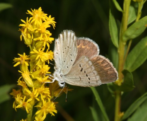 Plebejus anna ricei - Anna's Blue