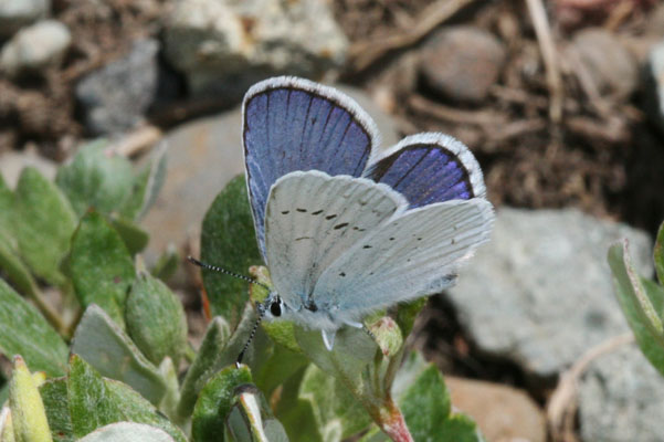 Plebejus anna ricei - Anna's Blue