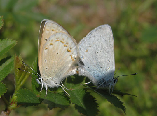 Plebejus anna ricei - Anna's Blue