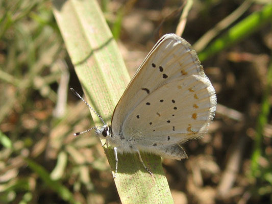 Plebejus anna ricei - Anna's Blue