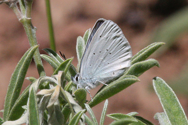 Plebejus anna ricei - Anna's Blue