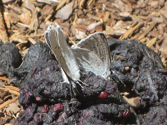 Plebejus anna ricei - Anna's Blue