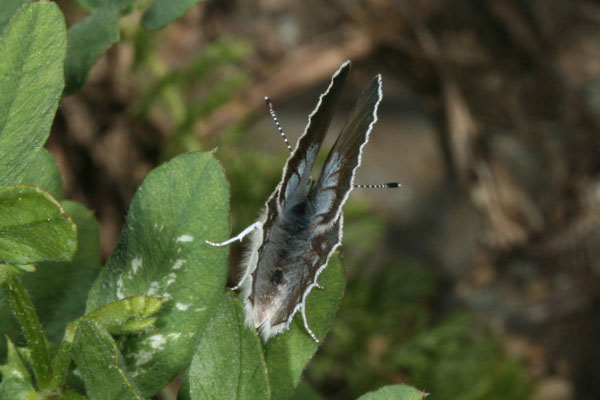 Plebejus icarioides icarioides - Boisduval's Blue