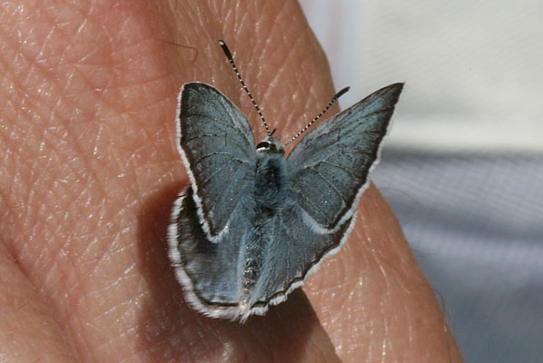 Plebejus icarioides icarioides - Boisduval's Blue