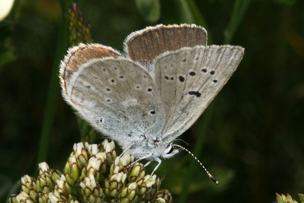 Plebejus icarioides icarioides - Boisduval's Blue