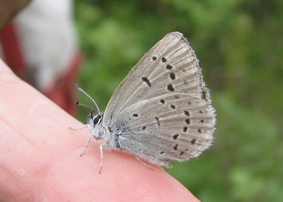 Plebejus icarioides fenderi - Fender's Blue