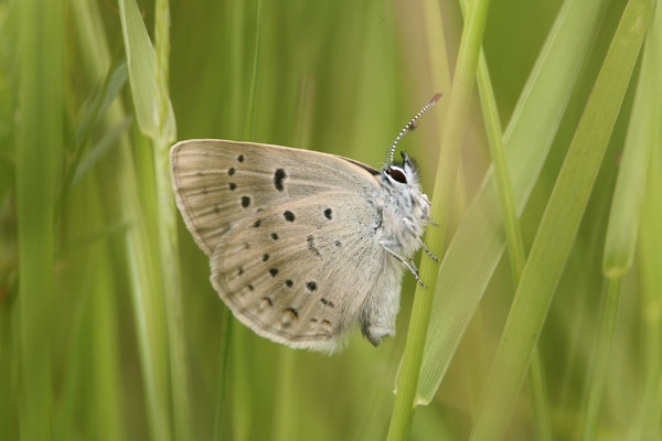 Plebejus icarioides fenderi - Fender's Blue