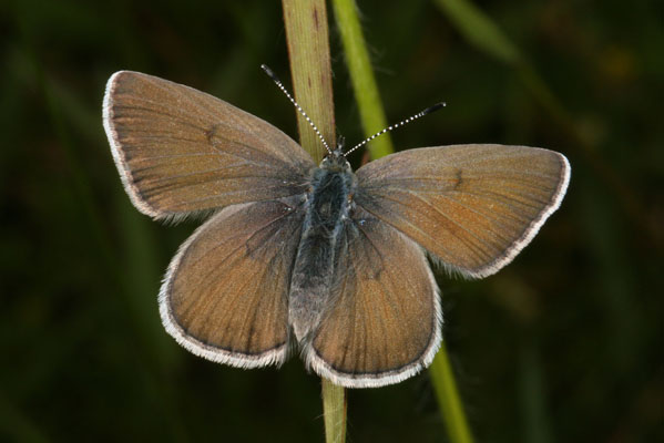 Plebejus icarioides fenderi - Fender's Blue