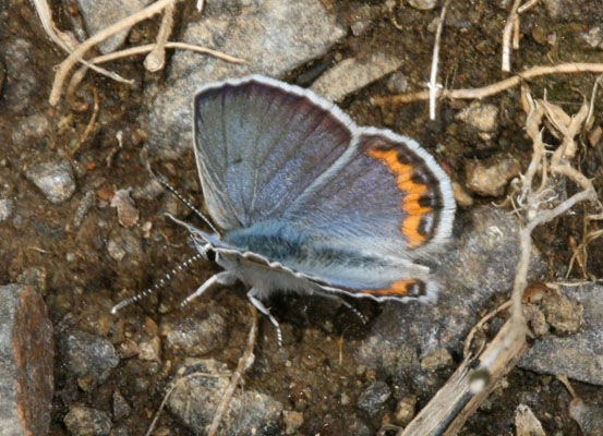 Plebejus l. lupini - The Lupine Blue