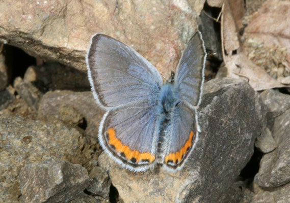 Plebejus l. lupini - The Lupine Blue