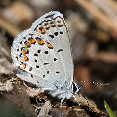 Plebejus melissa melissa - The Melissa Blue