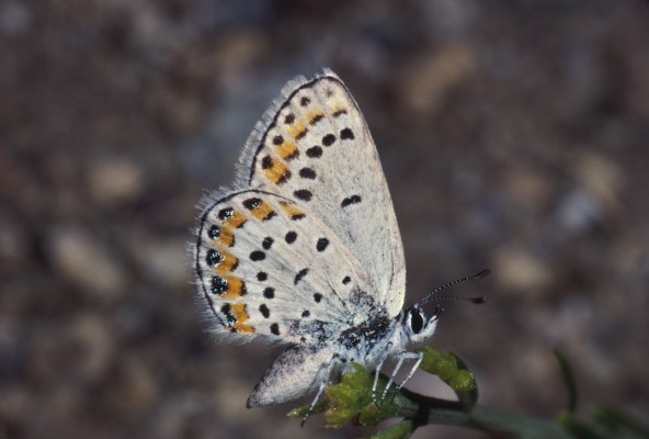 Plebejus melissa inyoensis - The Melissa Blue