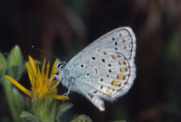 Plebejus melissa inyoensis - The Melissa Blue