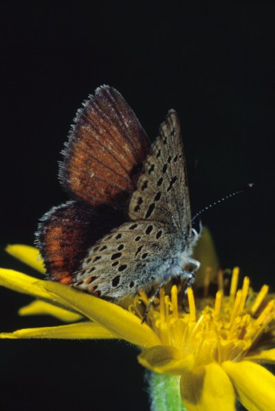 Plebejus saepiolus aehaja - The Greenish Blue