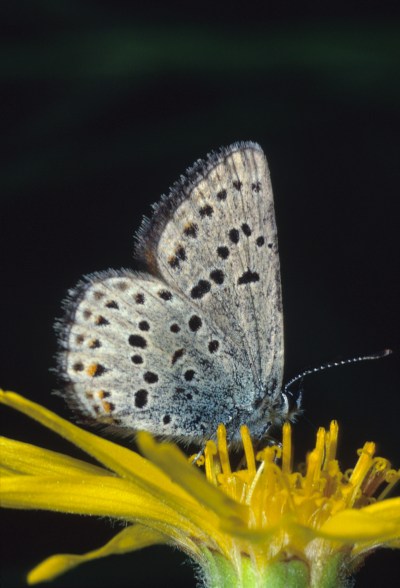 Plebejus saepiolus aehaja - The Greenish Blue